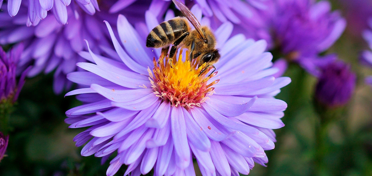 mito-abejas-barcelonesa